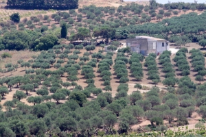 Olive groves near Eraclea Minoa along the Mediterranean coast.
