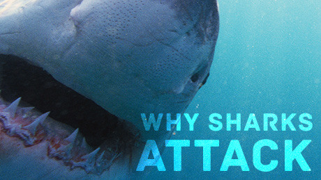 animal planet shark attack