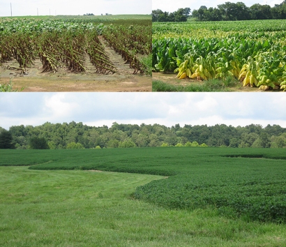 State climatologist Stuart Foster toured areas of western Kentucky on Aug. 2 to document the impact of July's record-breaking rainfall. While the extent of crop loss will not be known until harvest, flash flooding and ponding of water has damaged some crops like tobacco fields in Trigg County (top left) and near the Todd-Christian county line (top right). Pastures and other crops, like a soybean field in Caldwell County (above), have benefited from the rainfall. (Photos by Dr. Stuart Foster)