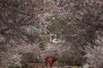 Spring scenes on the WKU campus.